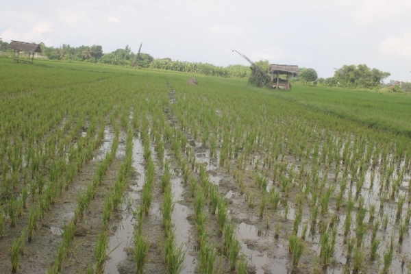 Musim Tanam, Padi Diserang Wereng