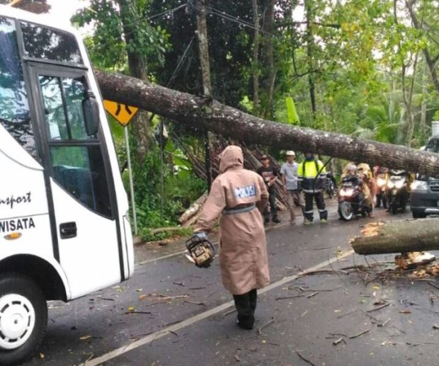 Bus Pariwisata Tertimpa Pohon, 15 Turis Asing Selamat