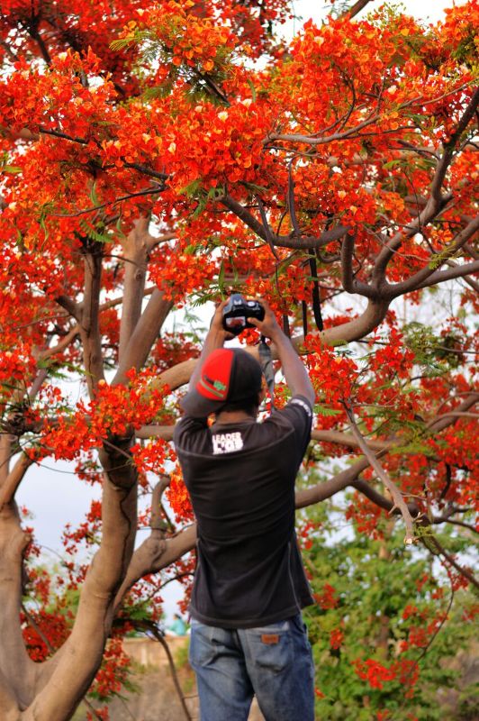 Indahnya Bunga Sepe Jadi Bidikan Fotografer Sambut Pagi Di Bulan Desember Bali News Network