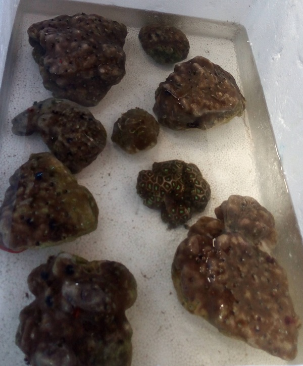 BKIPM Gagalkan Penyelundupan Coral & Kerang Langka dari Koper Turis Rusia di Ngurah Rai