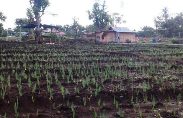 Pagi Ramah Petani Bawang di Tengah Kota
