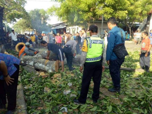 Geger, Pohon Kaliombo Mendadak Tumbang di Pasar Intaran