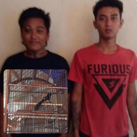 Curi Puluhan Burung, Dua Remaja Diamankan Polisi