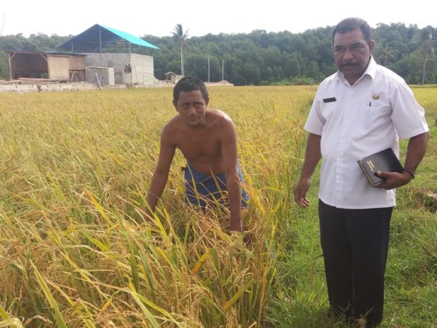 Kisah Petani Sumba Timur yang Sawahnya Diserang Belalang Kembara