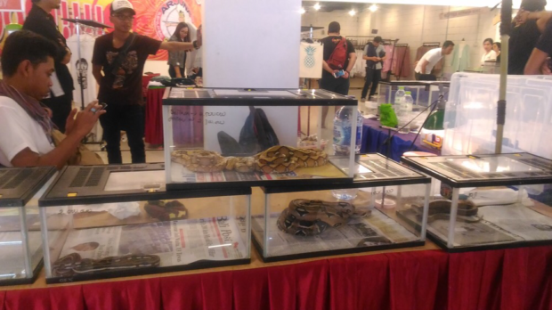 Reptile Langka Seharga Ratusan Juta Dipamerkan di Kuta