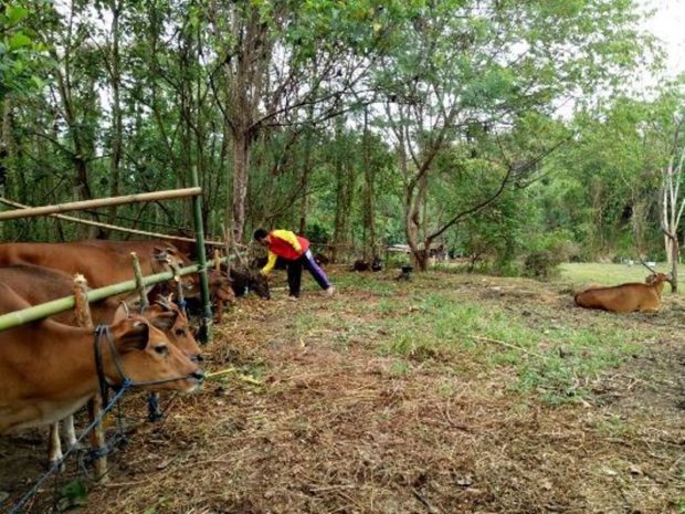46 Ekor Sapi Gunung Agung Ngungsi ke Bongan Tabanan