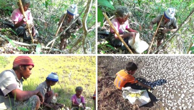 Dampak Kekeringan, Warga NTT Konsumsi Ubi Beracun