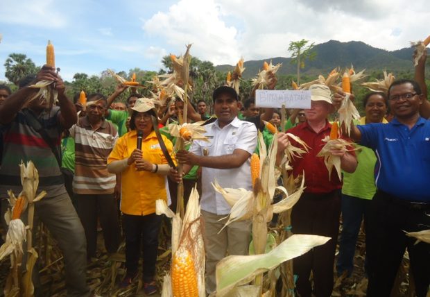 Desa Konga Panen Perdana Jagung Hibrida Bima Batara 14
