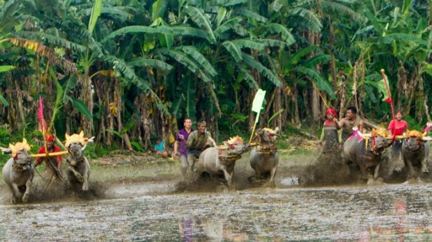 Mekepung Lampit Sedot Wisatawan – Tradisi Jelang Tanam Padi