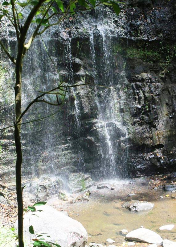 Jadikan Hutan Boru Kedang Surganya Wulanggitang – KPH Flotim Desain Pariwisata Hutan