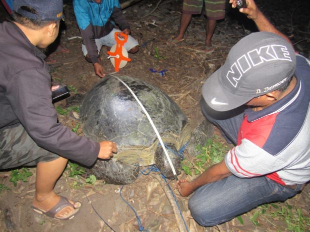 Nelayan Riang Rita Selamatkan Seekor Chelonia Mydas