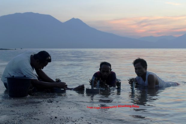 LLC Ritaebang Perluas Kawasan Transplantasi Terumbu Karang