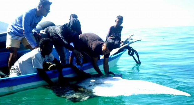 Terjaring Pukat, Seekor Pari Manta dan Dua Hiu Paus dibebaskan Nelayan Solor