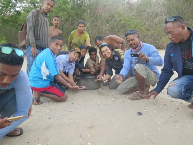 Sarang Telur Penyu Nelayan Pantai Oa Tetaskan Tukik Tempayan