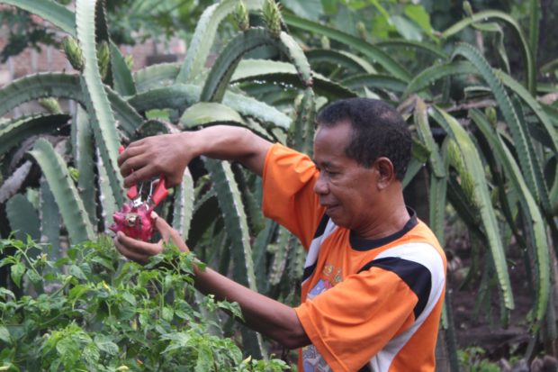Menjemput Purna Tugas, Camat Larantuka Maksimalkan Pekarangan Rumah, Depan Buah Naga-Belakang Ternak