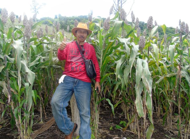 Shorgum, Primadona Baru dari Adonara – Besok Bupati Flotim Panen Perdana