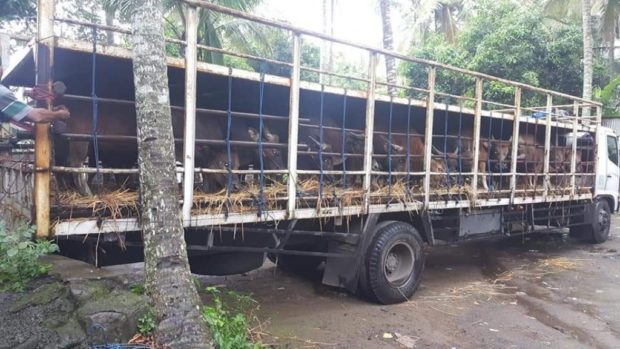 Kadis Peternakan Sesalkan Pengiriman Sapi Bali yang Sempat Ditahan di Ketapang