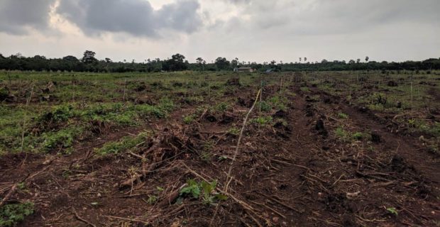 Lahan Tidur Waibao Disentuh Investor Mente, Pemilik Lahan Lihat Sebagai Hujan Emas