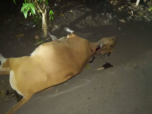 Tabrak Sapi Kades Klatanlo ,Mantan Kepala Dusun B Terpental, Sapi Tewas Seketika