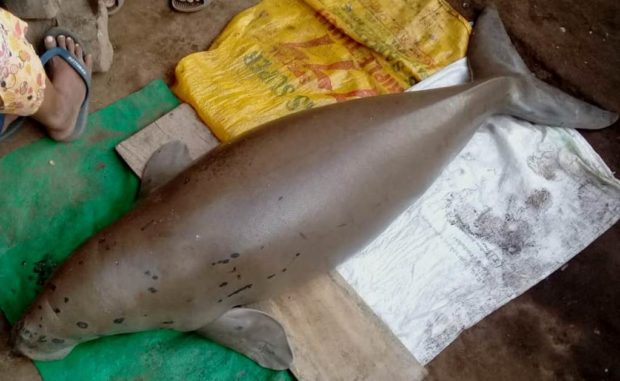Hendak Dikonsumsi, 15 Kilo Daging Dugong Diamankan Tim Pengawas Perairan Flotim