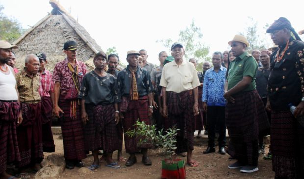 Lanjutan Perdamaian Desa Wailolong-Bantala, Beringin Tanaman Perdamaian