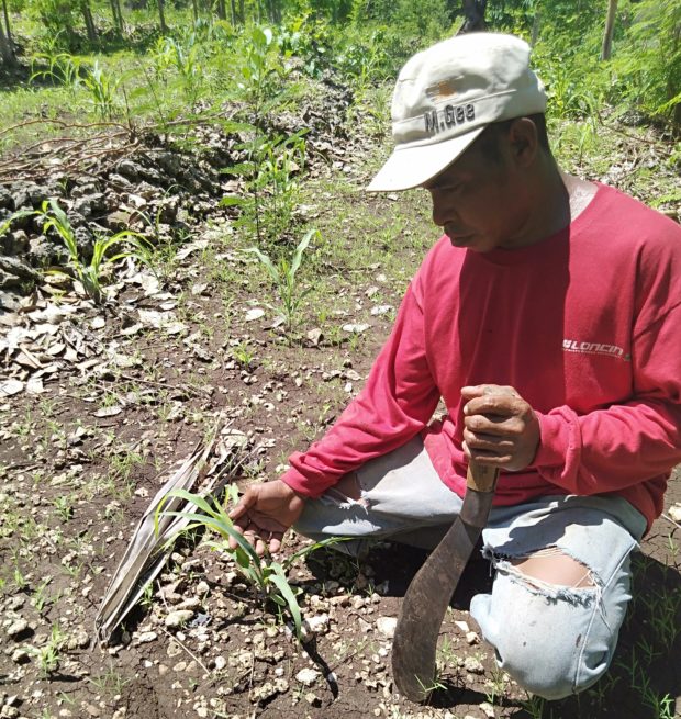 Tanaman Jagung Dikeroyok Hama, Petani Solor Resah