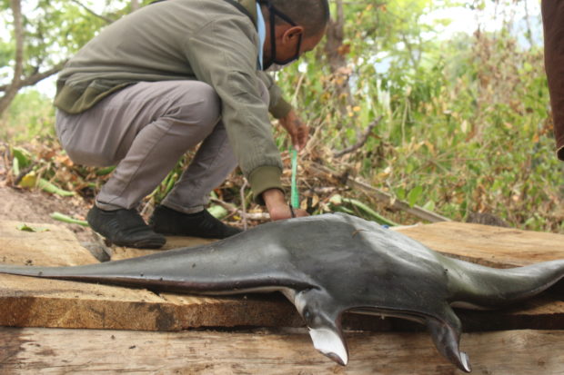 Tim Satwas SDKP Flotim Indentifikasi Pari Mobula di Solor Selatan